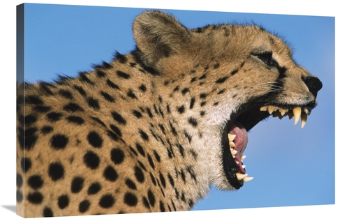 Global Gallery GCS-395290-2436-142 24 x 36 in. Cheetah Yawning, Na