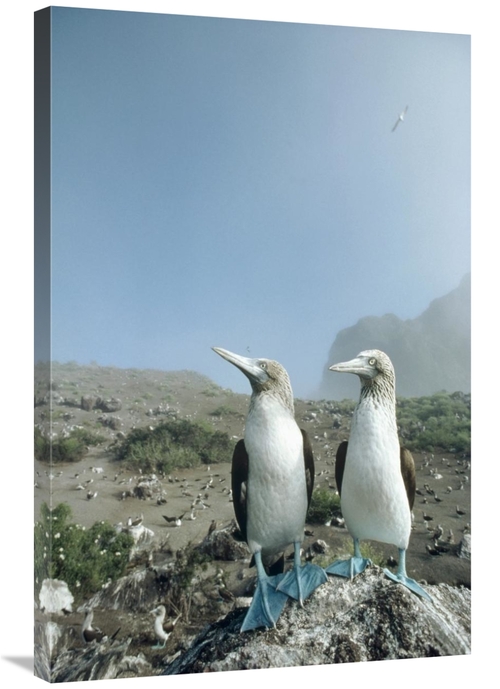 Global Gallery GCS-451059-2436-142 24 x 36 in. Blue-Footed Booby Pair 