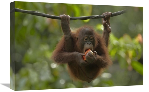 Global Gallery GCS-396409-1624-142 16 x 24 in. Orangutan Young Eating 