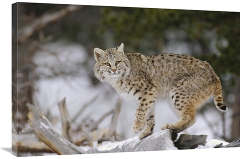 Global Gallery GCS-452304-2436-142 24 x 36 in. Bobcat in Winter, C