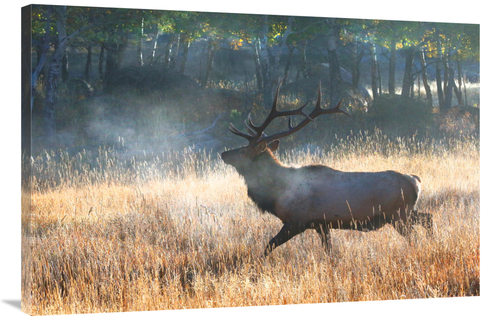 Global Gallery GCS-486546-40-142 40 in. Morning Trot Art Print - Vic S