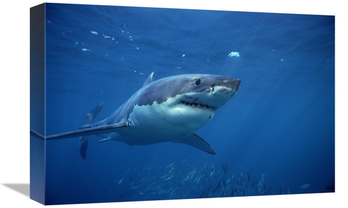 Global Gallery GCS-397968-1218-142 12 x 18 in. Great White Shark Swimm