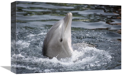 Global Gallery GCS-450625-1218-142 12 x 18 in. Bottlenose Dolphin,
