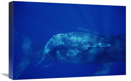 Global Gallery GCS-451040-1624-142 16 x 24 in. Humpback Whale Cow & Ca