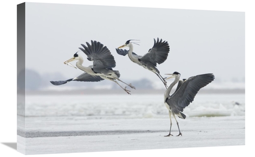 Global Gallery GCS-452606-1624-142 16 x 24 in. Grey Heron Trio Fightin