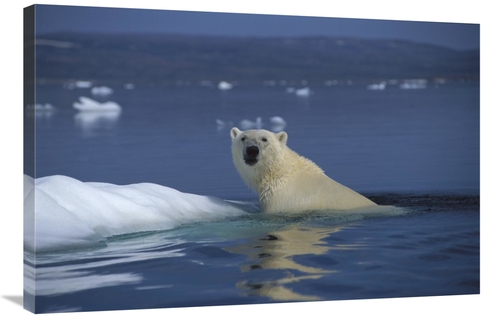 Global Gallery GCS-450970-2436-142 24 x 36 in. Polar Bear Swimming&#44