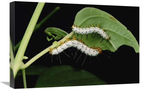 Global Gallery GCS-450979-1624-142 16 x 24 in. Tiger Longwing Caterpil