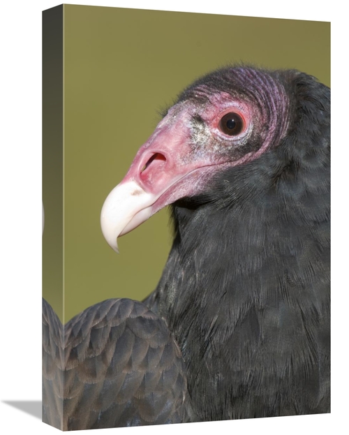 Global Gallery GCS-397333-1218-142 12 x 18 in. Turkey Vulture, How