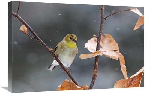 Global Gallery GCS-397595-2030-142 20 x 30 in. American Goldfinch in W