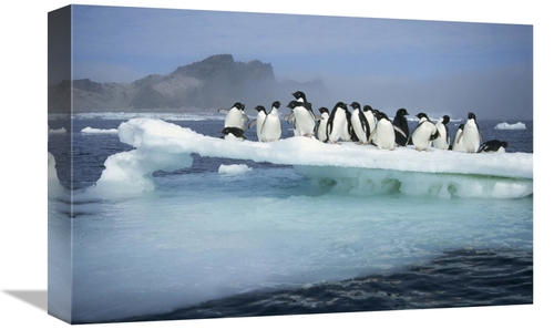 Global Gallery GCS-395664-1218-142 12 x 18 in. Adelie Penguin Group Cr