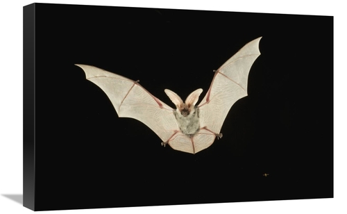Global Gallery GCS-395724-1624-142 16 x 24 in. Spotted Bat Flying at N