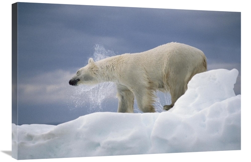 Global Gallery GCS-450971-2436-142 24 x 36 in. Polar Bear Shaking Off 