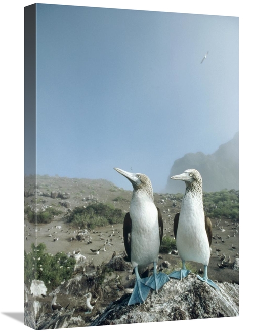 Global Gallery GCS-451059-1624-142 16 x 24 in. Blue-Footed Booby Pair 
