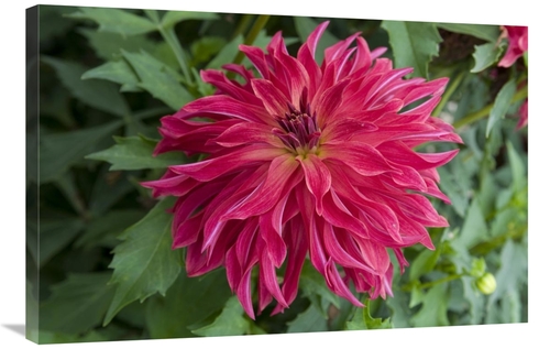 Global Gallery GCS-398343-2436-142 24 x 36 in. Dahlia Bangkok Variety 