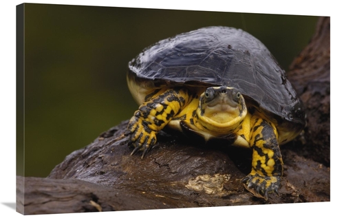 Global Gallery GCS-453108-2436-142 24 x 36 in. Colombian Wood Turtle P