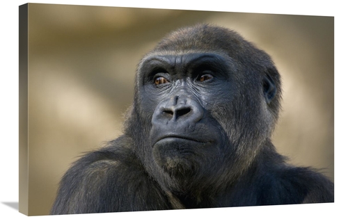 Global Gallery GCS-450916-2030-142 20 x 30 in. Western Lowland Gorilla