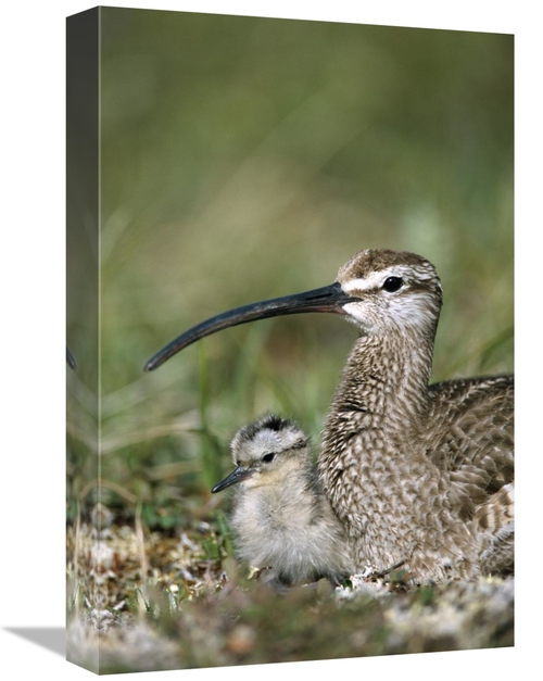 Global Gallery GCS-451910-1218-142 12 x 18 in. Whimbrel Chick with Par