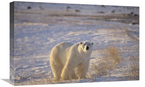 Global Gallery GCS-450938-1624-142 16 x 24 in. Polar Bear Standing on 