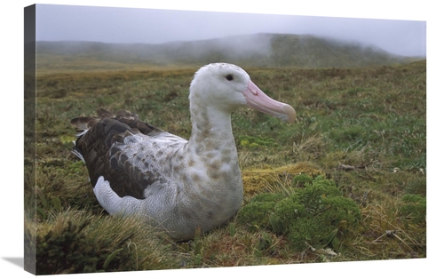 Global Gallery GCS-451802-2030-142 20 x 30 in. Tristan Albatross Femal