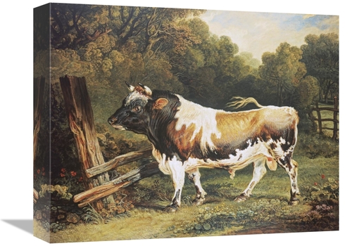 Global Gallery GCS-267550-16-142 16 in. A Bull of the Alderney Breed A