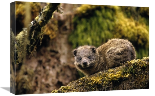 Global Gallery GCS-452778-1624-142 16 x 24 in. Eastern Tree Hyrax in H