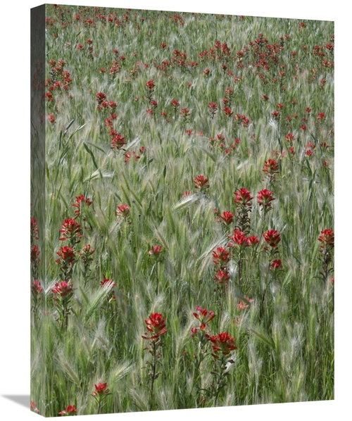 Global Gallery GCS-452212-1824-142 18 x 24 in. Indian Paintbrush & Fox