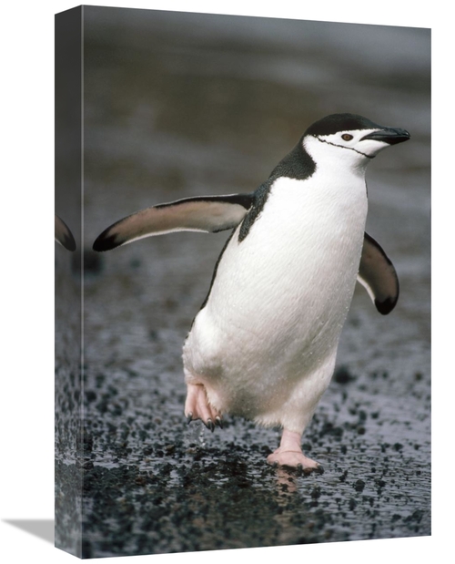 Global Gallery GCS-451070-1218-142 12 x 18 in. Chinstrap Penguin. Dece