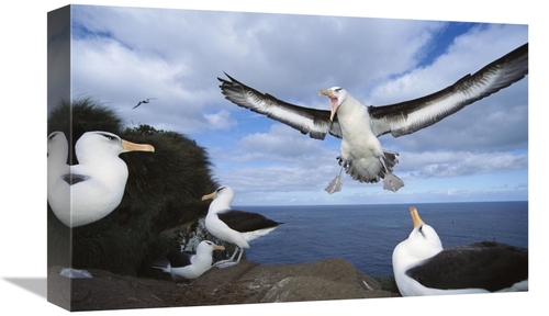 Global Gallery GCS-451597-1218-142 12 x 18 in. Campbell Albatross Comi