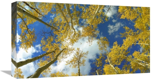 Global Gallery GCS-467669-22-142 22 in. Looking Up At Blue Sky Through