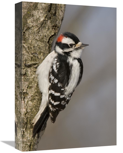 Global Gallery GCS-397390-1218-142 12 x 18 in. Downy Woodpecker Male&#