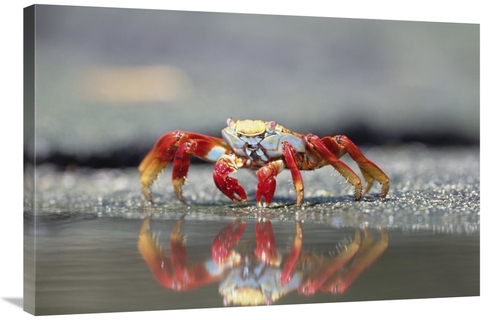Global Gallery GCS-395590-2436-142 24 x 36 in. Sally Lightfoot Crab Fe