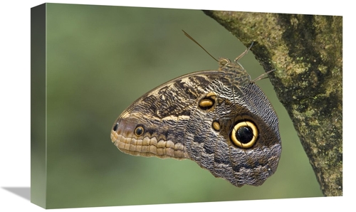 Global Gallery GCS-395319-1218-142 12 x 18 in. Owl Butterfly Perched U