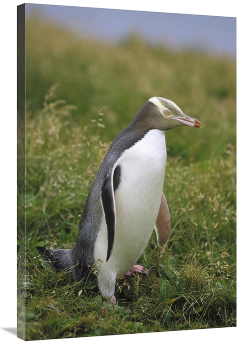 Global Gallery GCS-452457-2436-142 24 x 36 in. Yellow-Eyed Penguin Por