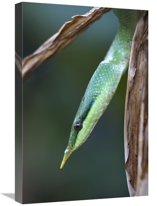 Global Gallery GCS-396063-1624-142 16 x 24 in. Rhinoceros Snake in Tre