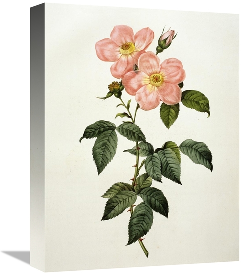 Global Gallery GCS-279566-16-142 16 in. Rosa Indica Frangras - Flora S