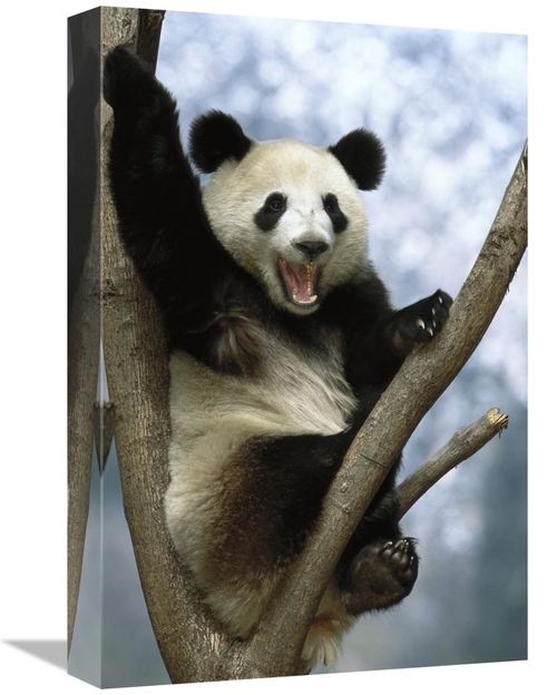 Global Gallery GCS-453116-1218-142 12 x 18 in. Giant Panda, Wolong