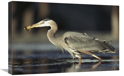 Global Gallery GCS-396584-1624-142 16 x 24 in. Great Blue Heron with C