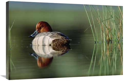 Global Gallery GCS-396466-2436-142 24 x 36 in. Redhead Duck Male with 