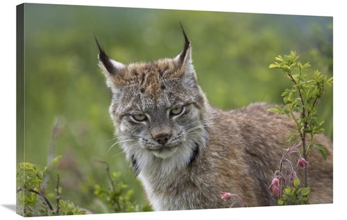 Global Gallery GCS-396037-2436-142 24 x 36 in. Canada Lynx Portrait&#4