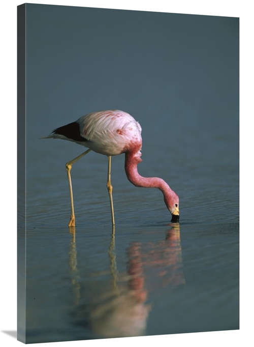 Global Gallery GCS-453168-2436-142 24 x 36 in. Andean Flamingo Feeding