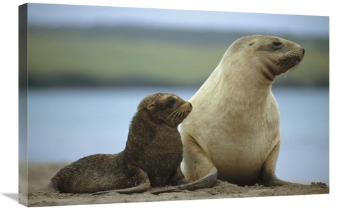 Global Gallery GCS-451086-2030-142 20 x 30 in. Hookers Sea Lion Mother