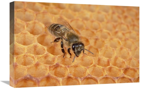 Global Gallery GCS-452423-1624-142 16 x 24 in. Honey Bee on Honeycomb&