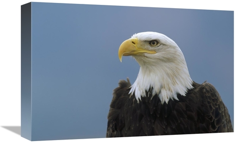 Global Gallery GCS-452484-1218-142 12 x 18 in. Bald Eagle Portrait&#44