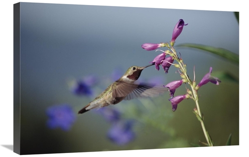 Global Gallery GCS-451959-2030-142 20 x 30 in. Broad-Tailed Hummingbir