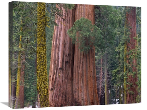 Global Gallery GCS-395995-2228-142 22 x 28 in. Giant Sequoia Trees&#44