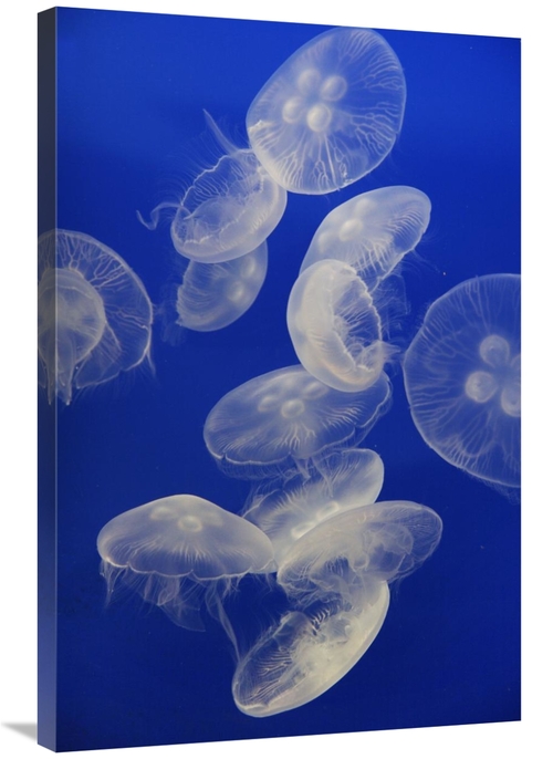 Global Gallery GCS-453575-2436-142 24 x 36 in. Moon Jelly Group, A