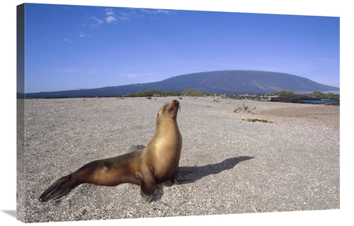 Global Gallery GCS-451312-2436-142 24 x 36 in. Galapagos Sea Lion Juve