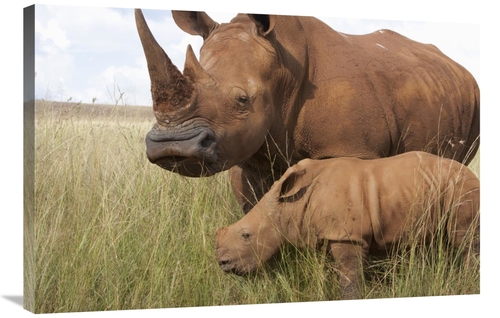 Global Gallery GCS-395479-2436-142 24 x 36 in. White Rhinoceros Mother
