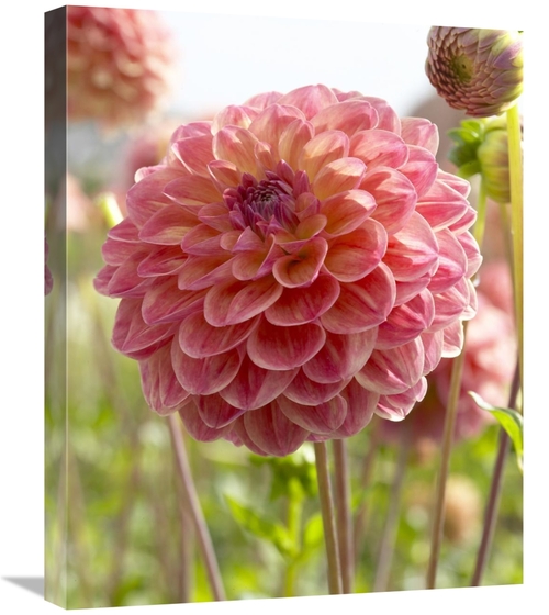 Global Gallery GCS-398384-2024-142 20 x 24 in. Dahlia Hills VIew Jupit