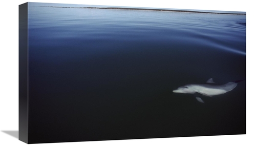 Global Gallery GCS-450682-22-142 22 in. Bottlenose Dolphin Swimming Un
